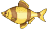gelbfisch